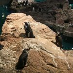 BostonAquariumPenguins BostonAquariumPenguins