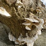 EdinburghPolypore
