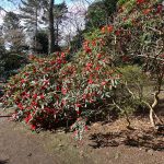 EdinburghRhodedendron2