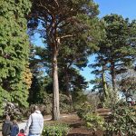 EdinburghSequoiaApproach