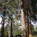 EdinburghSequoias