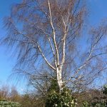 EdinburghSilverBirch