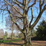 EdinburghTree