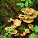 LongFramlingtonShaggyPholiota