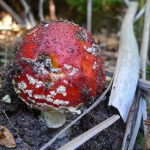 ChopwellFlyAgaric
