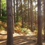 ChopwellGlade