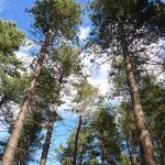 ChopwellTrees