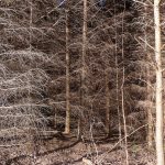 ChopwellTrees2