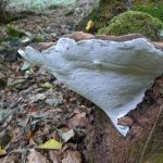 WearRootFomes