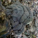 WearRootFomes2