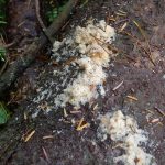 WoodsGranularFungus