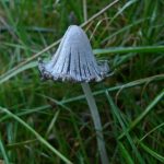 WoodsInkcap