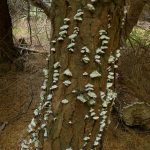 WoodsPolypores