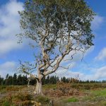 WoodsTree