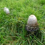 ShaggyInkCaps ShaggyInkCaps