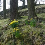 DentDaffodils2