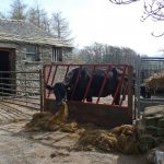 DentFeedingCow