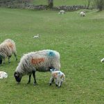 DentLambs