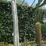 BotanicalCacti2