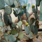 BotanicalCacti3