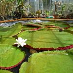 BotanicalLilies