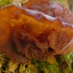 GormirePurpleJelly2