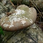 ChevinPolypore