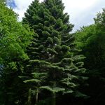 ChevinTrees