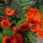 WeardalePoppies
