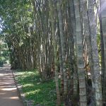 JardimGiantBamboo