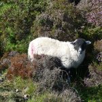 MoorsSheep