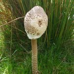 RosedaleParasol