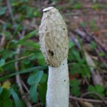 GibsideStinkhorn