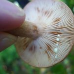 YSPmilkcapgills