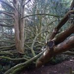 YSPyews