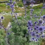 AlpineFlower