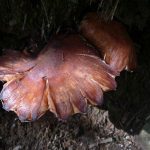 ChamonixFungus1