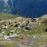 MountainSheep