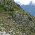 Chamois