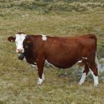 CowwithBell