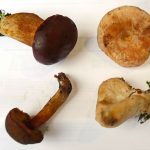 FungusHaul