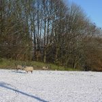 MenstonSheep