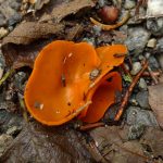 OrangePeelFungus
