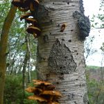 Pholiota Pholiota