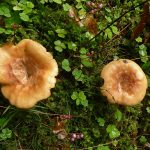 UnidentifiedFungus
