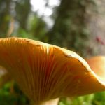 UnidentifiedFungusUnderside