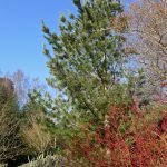 DurhamBotanicsTrees