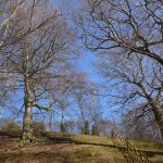 DurhamBotanicsTrees2