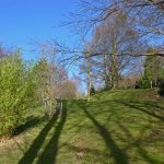DurhamBotanicsTrees3