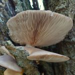 WhittonFungus
